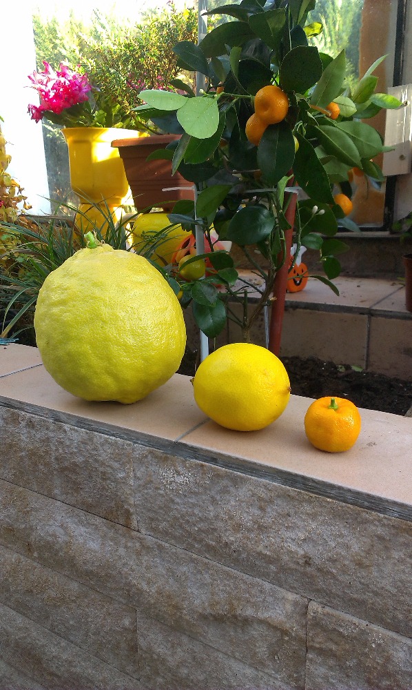 Citrus velikost plodu od zákazníka